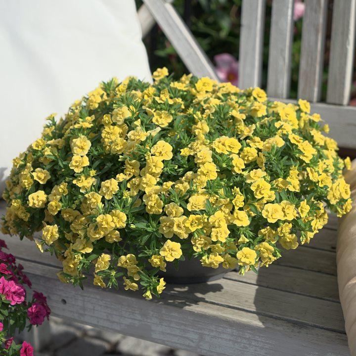 Калибрахоа Minifamous Oro Double Yellow - Calibrachoa Minifamous Oro Double Yellow