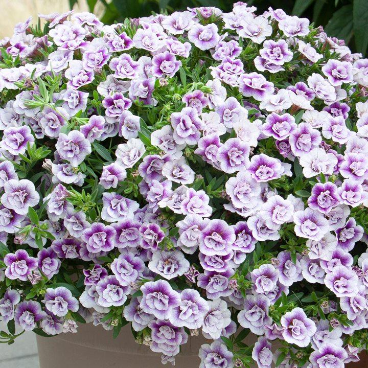 Калибрахоа Minifamous Uno Double Lavtastic - Calibrachoa Minifamous Uno Double Lavtastic