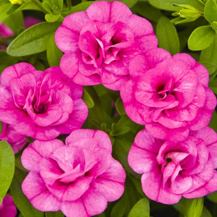 Калибрахоа Minifamous Uno Double Pinkmania - Calibrachoa Minifamous Uno Double Pinkmania