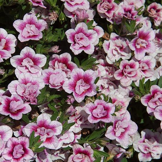 Калибрахоа Minifamous Uno Double Pinktastic - Calibrachoa Minifamous Uno Double Pinktastic