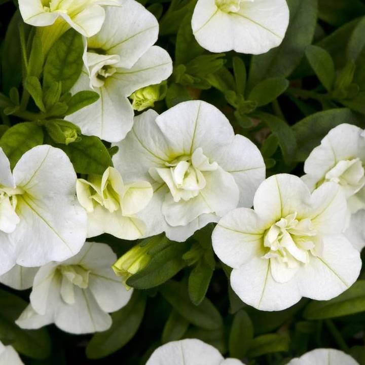 Калибрахоа Minifamous Uno Double White - Calibrachoa Minifamous Uno Double White