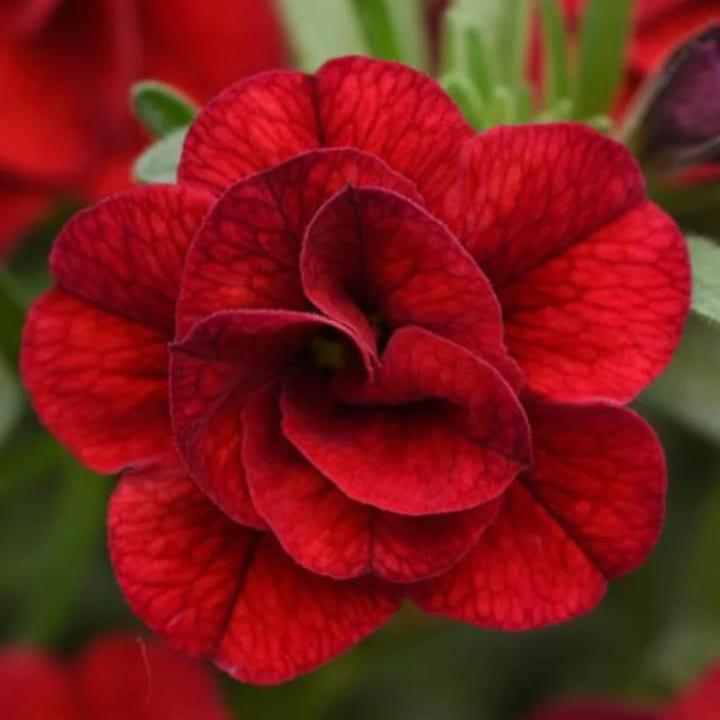 Калибрахоа Minifamous Uno Doule Red - Calibrachoa Minifamous Uno Doule Red