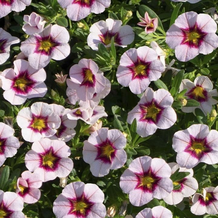 Калибрахоа Minifamous Uno Pink Purple Splash - Calibrachoa Minifamous Uno Pink Purple Splash