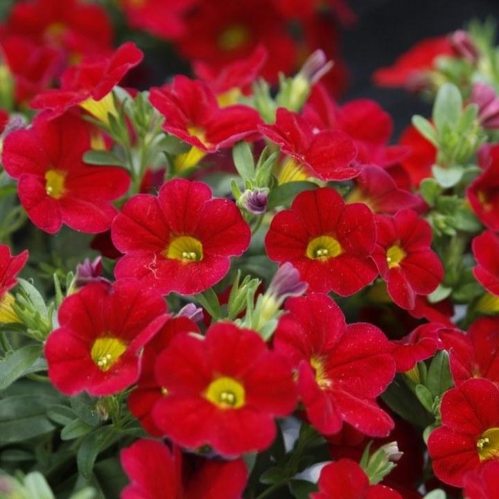 Калибрахоа Minifamous Uno Red - Calibrachoa Minifamous Uno Red