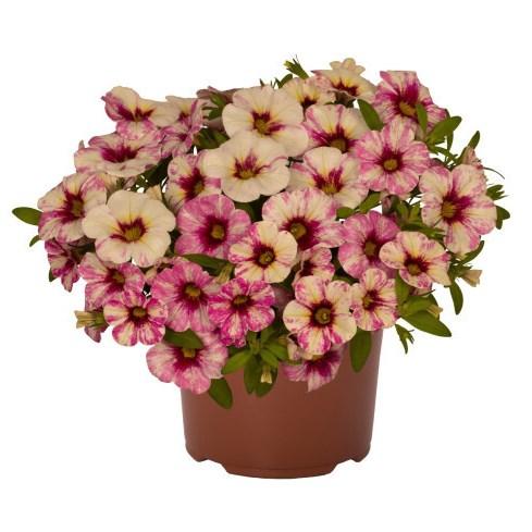 Калибрахоа Rainbow Hot Pink - Calibrachoa Rainbow Hot Pink