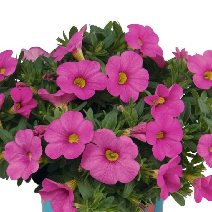 Калибрахоа Rainbow Pink - Calibrachoa Rainbow Pink