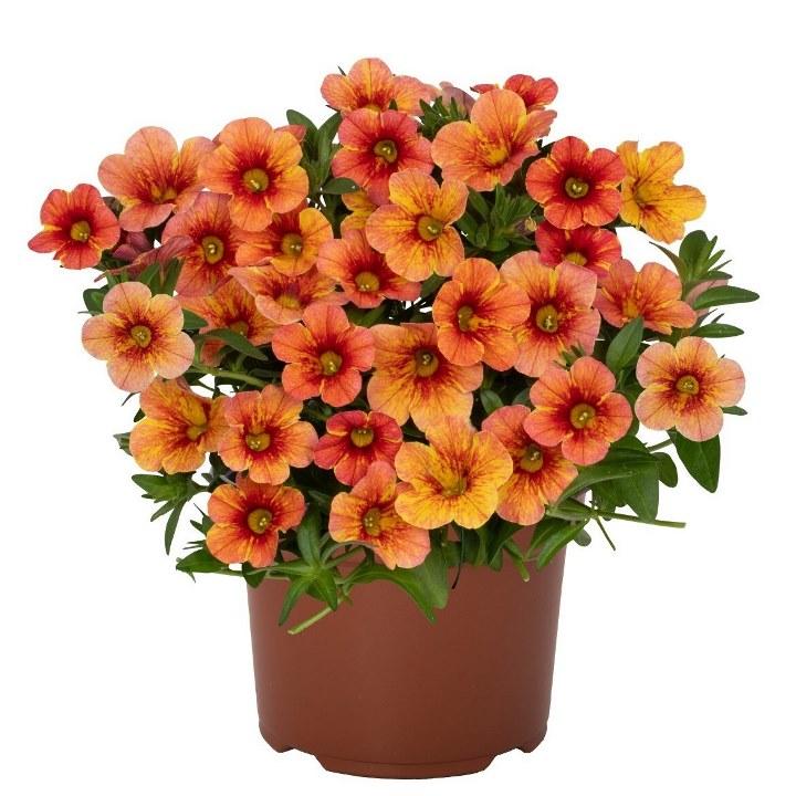 Калибрахоа Rainbow Yellow - Calibrachoa Rainbow Yellow