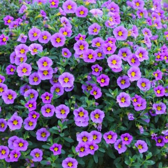 Калибрахоа Rave Blue Bicolor - Calibrachoa Rave Blue Bicolor