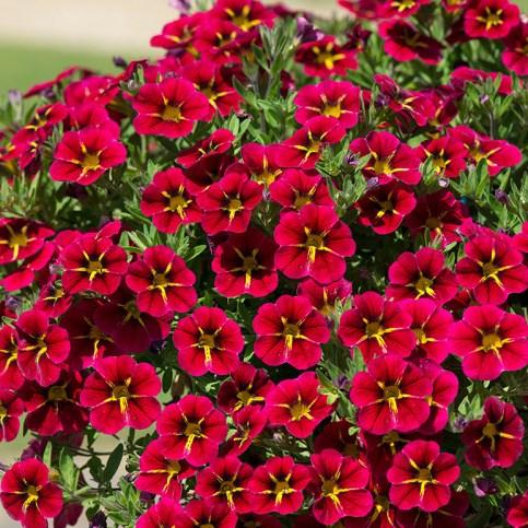 Калибрахоа Rave Cherry - Calibrachoa Rave Cherry