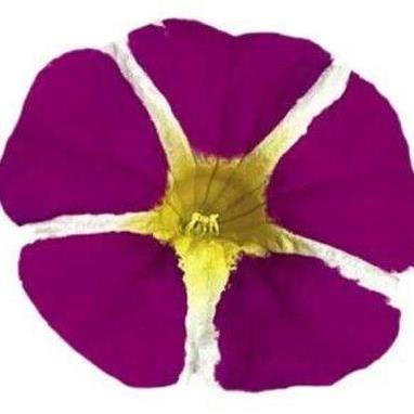 Калибрахоа Rave Magenta Island - Calibrachoa Rave Magenta Island