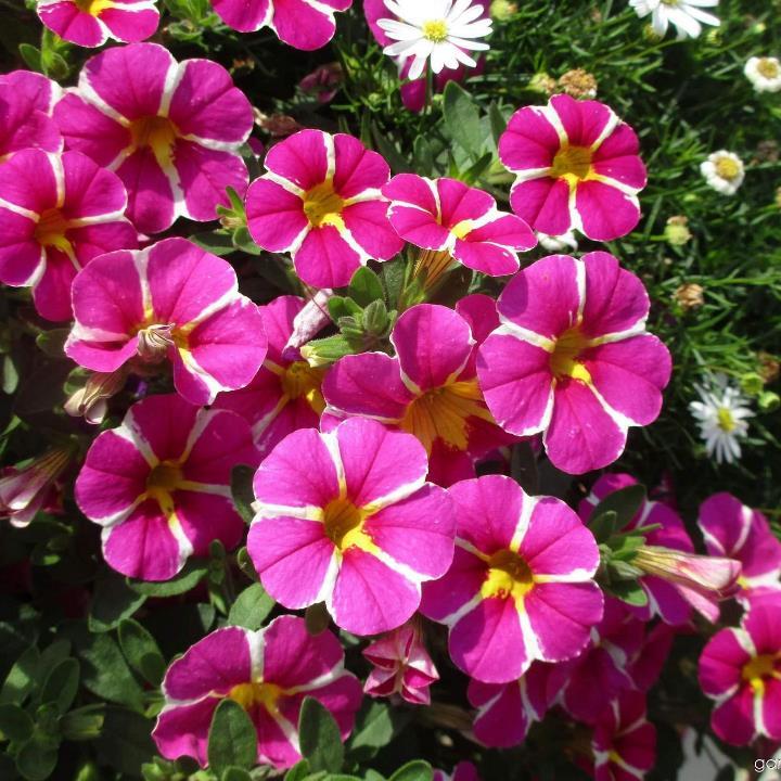 Калибрахоа Rave Pink - Calibrachoa Rave Pink