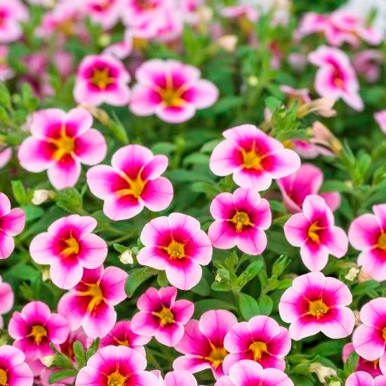 Калибрахоа Rave Pink Barbados - Calibrachoa Rave Pink Barbados
