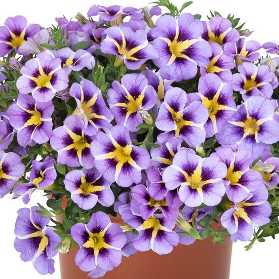 Калибрахоа Tik Tok Sky Blue - Calibrachoa Tik Tok Sky Blue