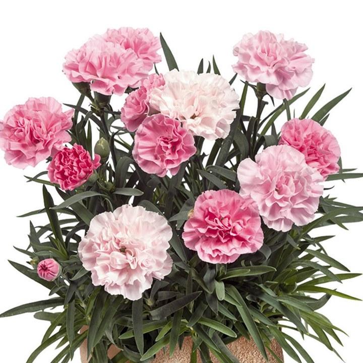 Гвоздика Sweet Pleasure L Peppermint - Dianthus Sweet Pleasure L Peppermint