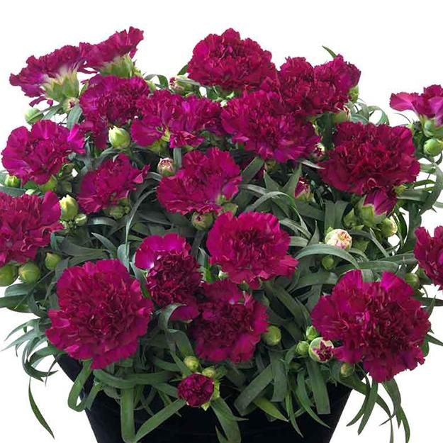Гвоздика Sweet Pleasure Purple - Dianthus Sweet Pleasure Purple