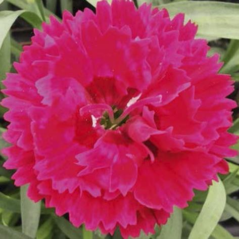 Гвоздика Sweet Pleasurel Cherry Eye - Dianthus Sweet Pleasurel Cherry Eye