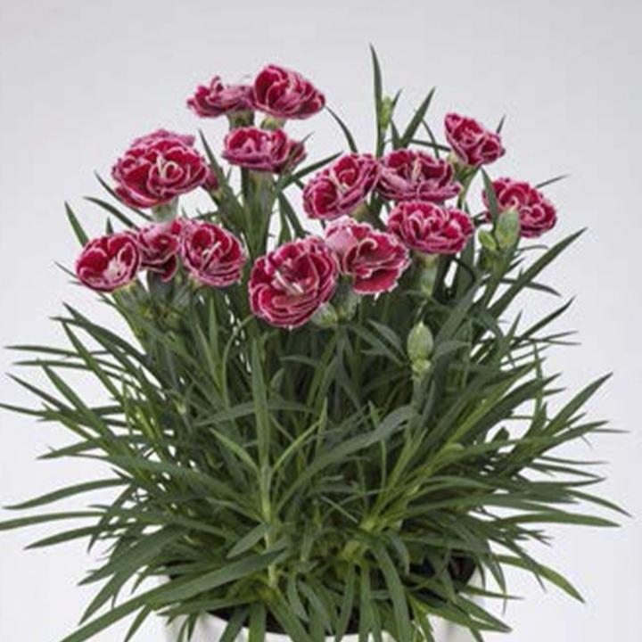 Гвоздика Sweet Pleasurel Cherry Picotee - Dianthus Sweet Pleasurel Cherry Picotee