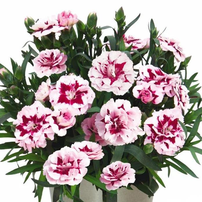 Гвоздика Sweet Pleasurel Purple Picotee - Dianthus Sweet Pleasurel Purple Picotee
