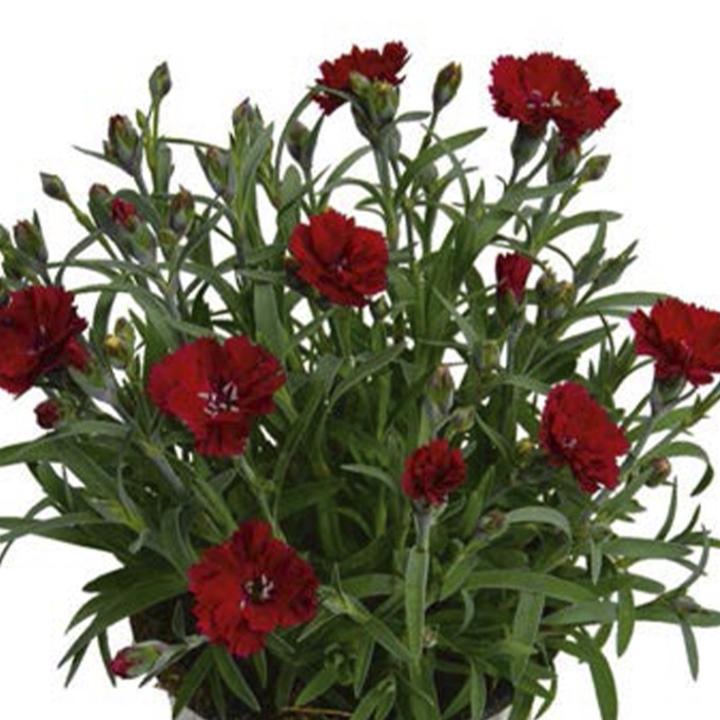 Гвоздика Sweet Pleasurem Red - Dianthus Sweet Pleasurem Red