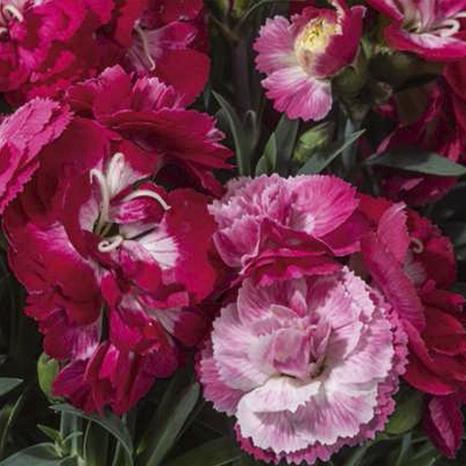 Гвоздика Sweet Pleasurem Rose Bicolor - Dianthus Sweet Pleasurem Rose Bicolor