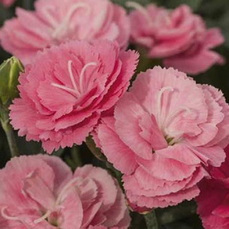 Гвоздика Sweet Pleasurem Salmon - Dianthus Sweet Pleasurem Salmon