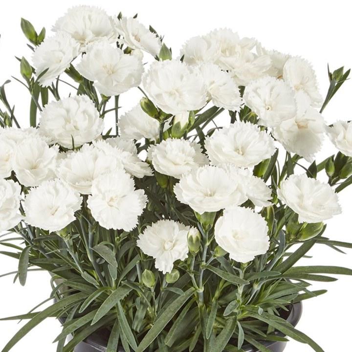 Гвоздика Sweet Pleasurem White - Dianthus Sweet Pleasurem White
