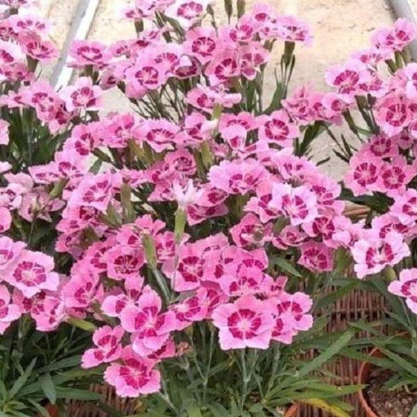 Гвоздика Tiny Pleasure Pink - Dianthus Tiny Pleasure Pink