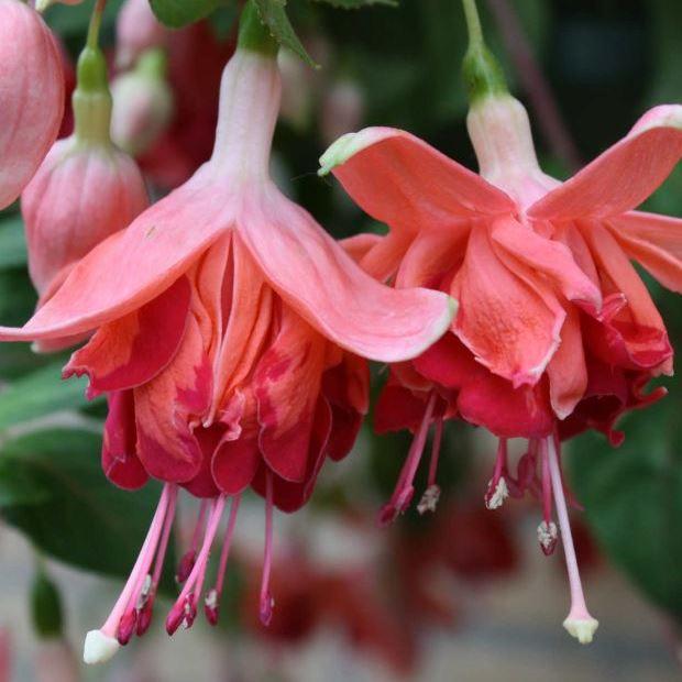 Фуксия Bicentennial - Fuchsia Bicentennial
