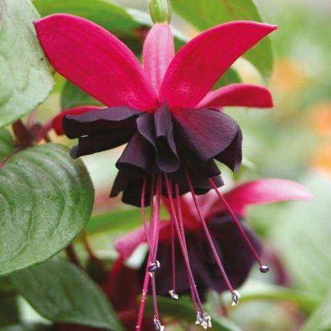Фуксия Blacky - Fuchsia Blacky