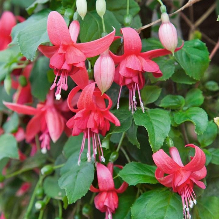 Немезия Mareto White-Lemon - Fuchsia Blaze Away