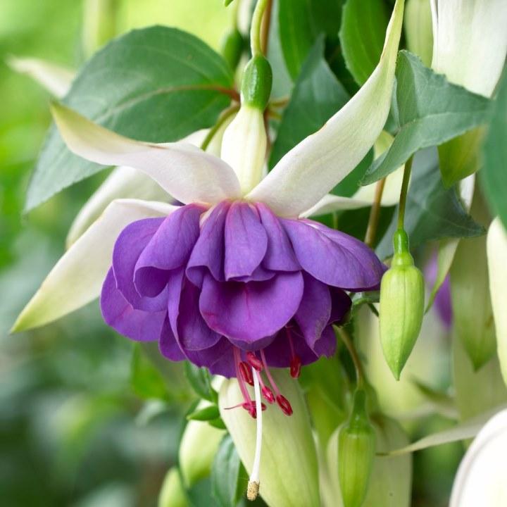 Фуксия Blue Angel - Fuchsia Blue Angel