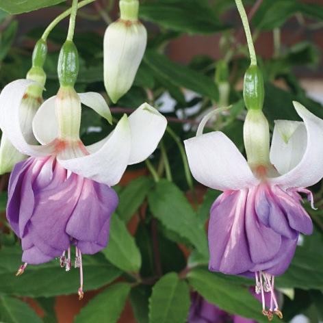 Фуксия Blue Mirage - Fuchsia Blue Mirage