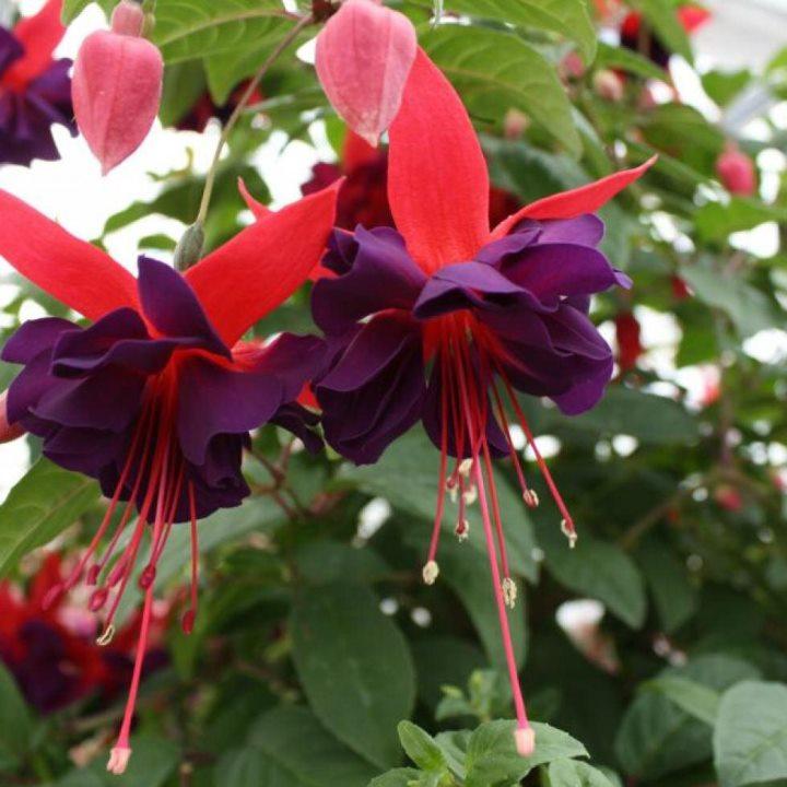 Фуксия Maori Maid - Fuchsia Maori Maid