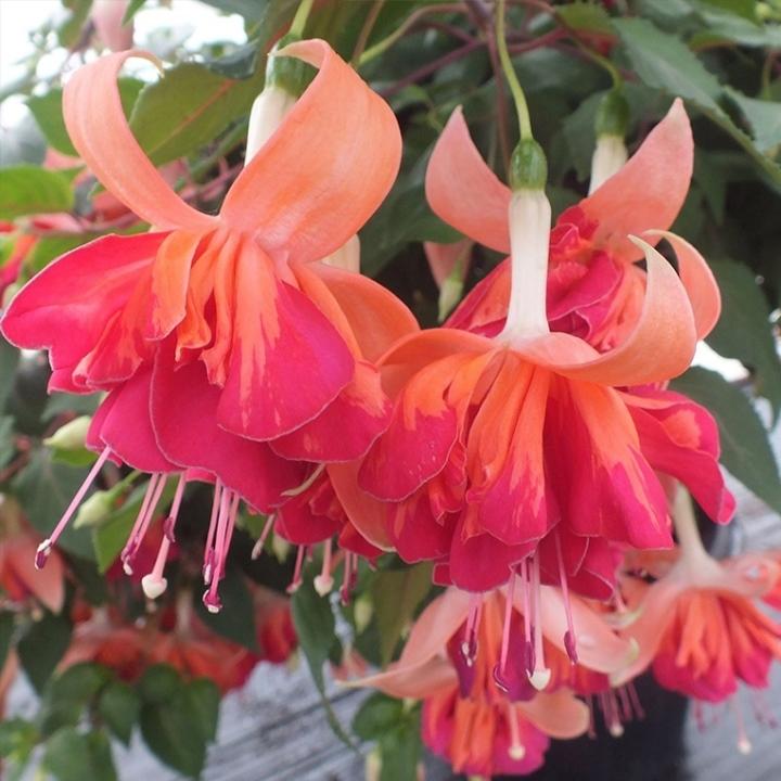 Фуксия Marbeller Double Salmon-Orange - Fuchsia Marbeller Double Salmon-Orange