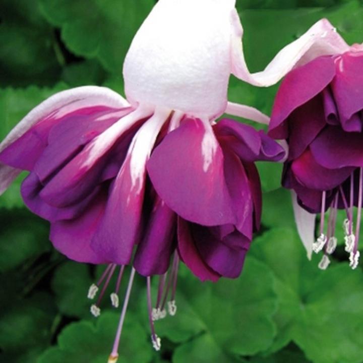 Фуксия Marbeller Double White-Purple - Fuchsia Marbeller Double White-Purple