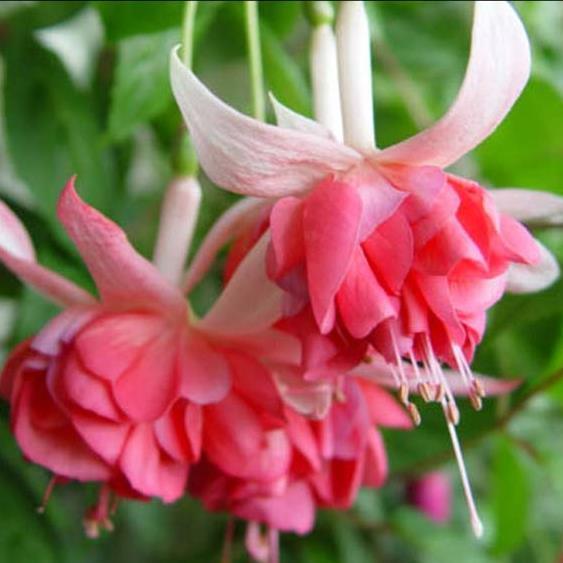 Фуксия Peachy - Fuchsia Peachy