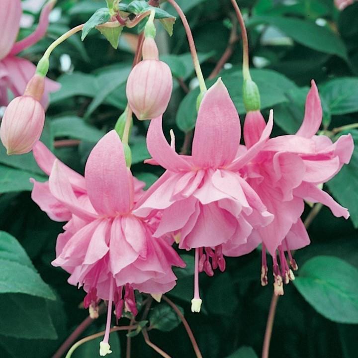 Фуксия Pink Galore - Fuchsia Pink Galore