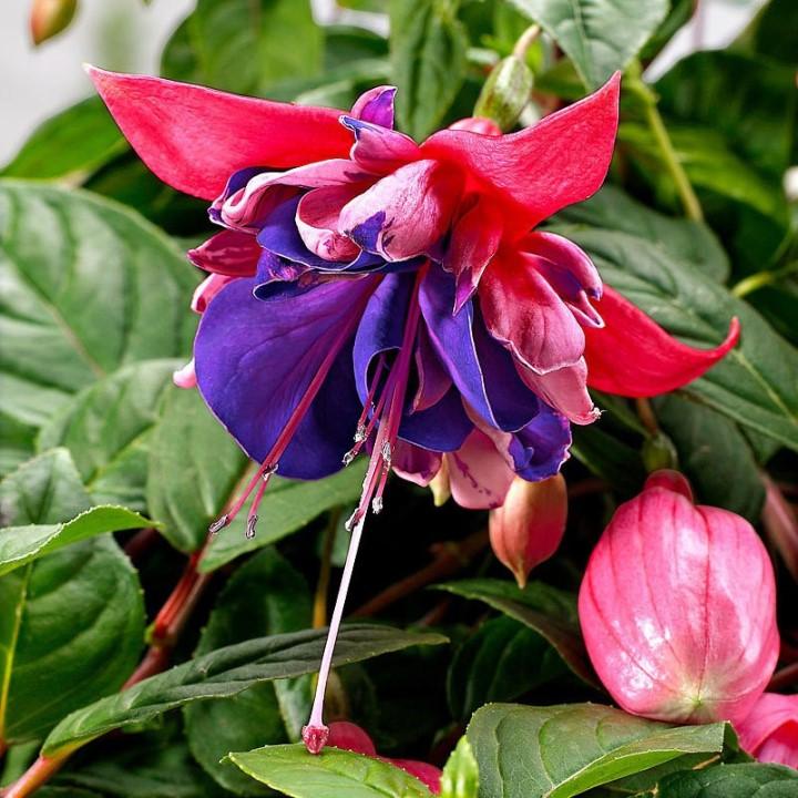 Фуксия Rocket Fire - Fuchsia Rocket Fire