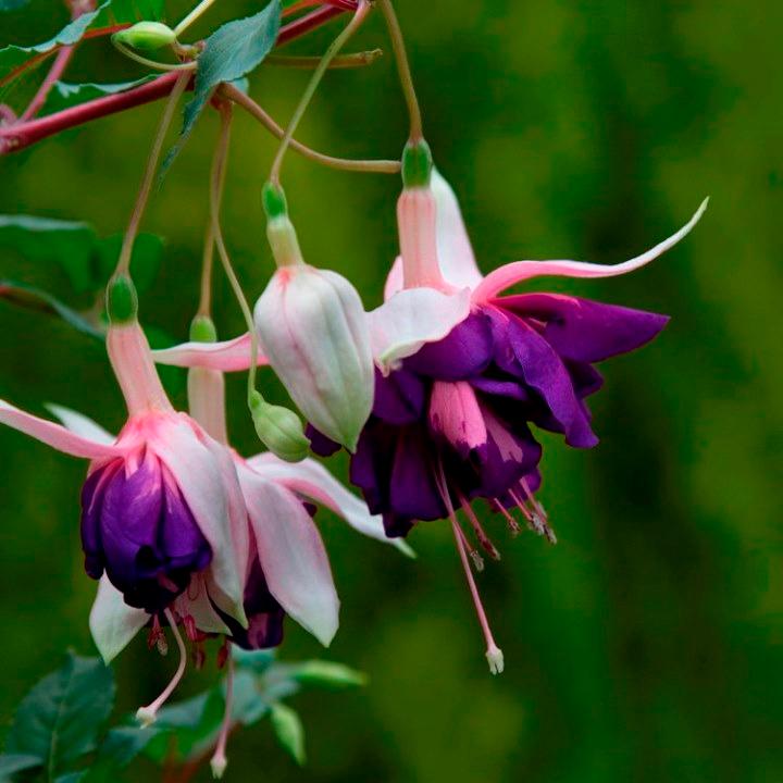 Фуксия Royal Mosaic - Fuchsia Royal Mosaic