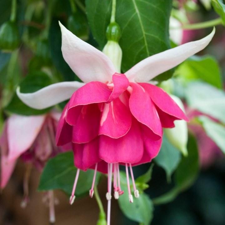 Фуксия Seventh Heaven - Fuchsia Seventh Heaven