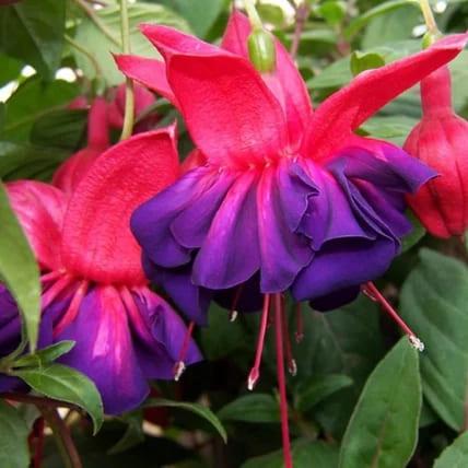 Фуксия Vodoo - Fuchsia Vodoo