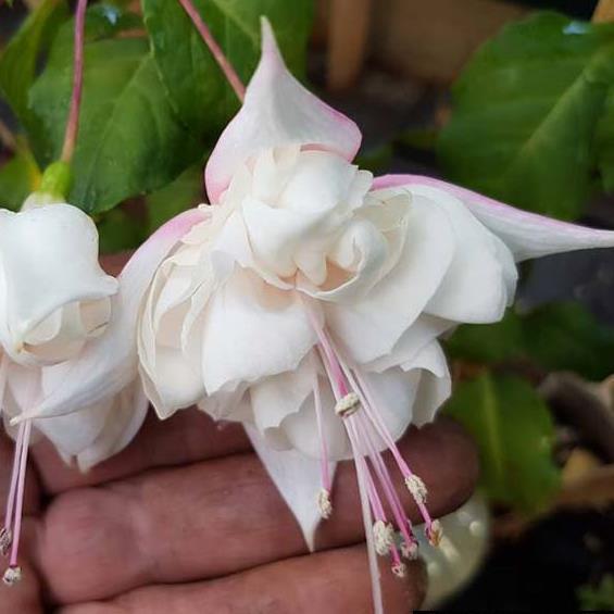 Фуксия White King - Fuchsia White King