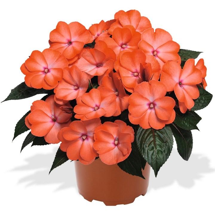 Бальзамин новогвинейский Магнум лососевый - Impatiens New Guinea Magnum Wild Salmon