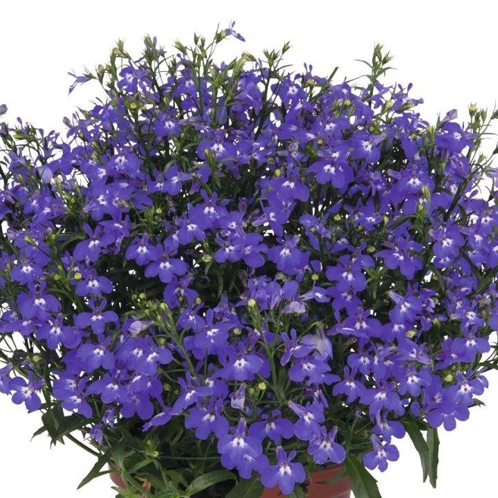 Лобелия Bella Azzure - Lobelia Bella Azzure