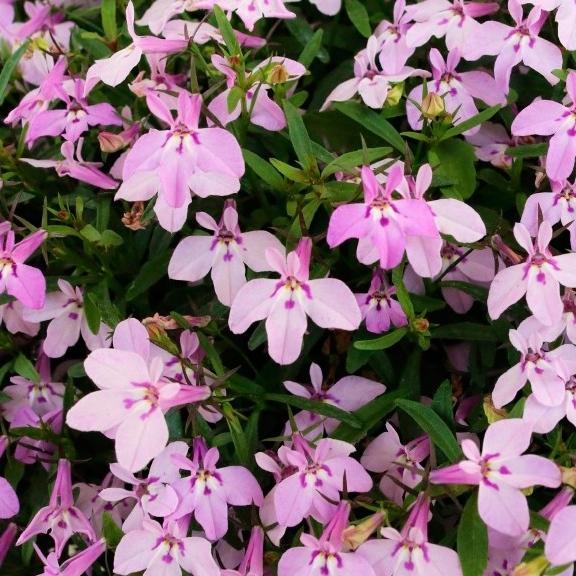 Лобелия Bella Rosa - Lobelia Bella Rosa