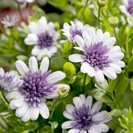 Остеоспермум махровый фиолетовый - Osteospermum 3D Double Violet Ice Plug