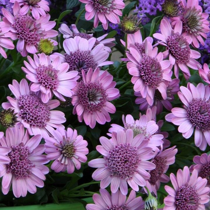 Остеоспермум 3D Pink - Osteospermum 3D Pink