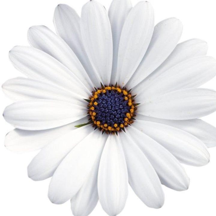 Остеоспермум Compact White - Osteospermum Compact White