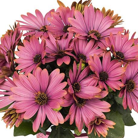 Остеоспермум розово-бронзовый - Osteospermum Margarita Bronze Flare