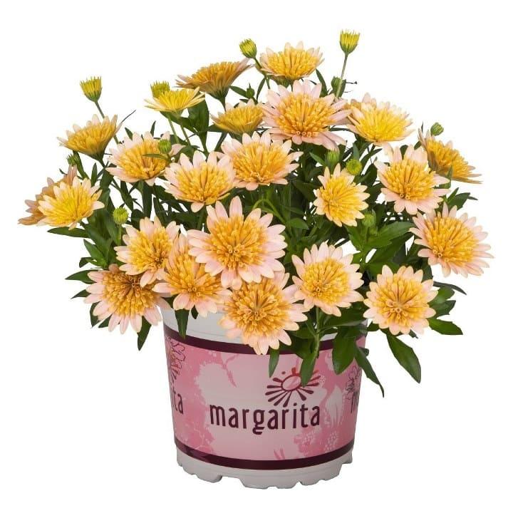 Остеоспермум лососевый махровый - Osteospermum Margarita Double Salmon